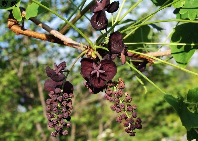 Akebia trifoliata seed